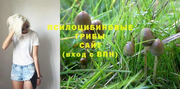 шишки Каменногорск
